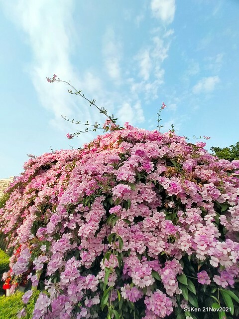 新北市泰山區楓樹河濱公園「蒜香藤」(Garlic Vine)花季，2021.11.19 ~ 2021.11,28, SJKen, Hsinpei city, Nov 21, 2021.