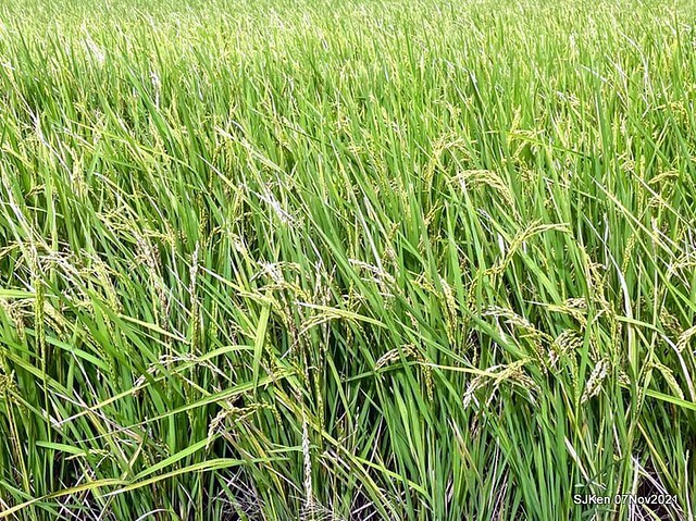 043-249367046_4746083648782736_7621884845563948542_n