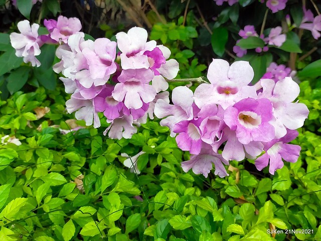 新北市泰山區楓樹河濱公園「蒜香藤」(Garlic Vine)花季，2021.11.19 ~ 2021.11,28, SJKen, Hsinpei city, Nov 21, 2021.