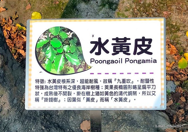 新北市泰山區楓樹河濱公園「蒜香藤」(Garlic Vine)花季，2021.11.19 ~ 2021.11,28, SJKen, Hsinpei city, Nov 21, 2021.