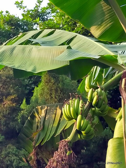 新北市泰山區楓樹河濱公園「蒜香藤」(Garlic Vine)花季，2021.11.19 ~ 2021.11,28, SJKen, Hsinpei city, Nov 21, 2021.