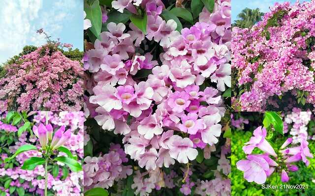 新北市泰山區楓樹河濱公園「蒜香藤」(Garlic Vine)花季，2021.11.19 ~ 2021.11,28, SJKen, Hsinpei city, Nov 21, 2021.