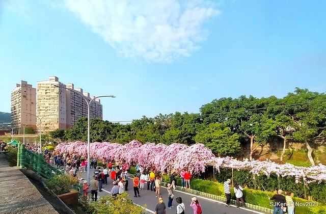 新北市泰山區楓樹河濱公園「蒜香藤」(Garlic Vine)花季，2021.11.19 ~ 2021.11,28, SJKen, Hsinpei city, Nov 21, 2021.