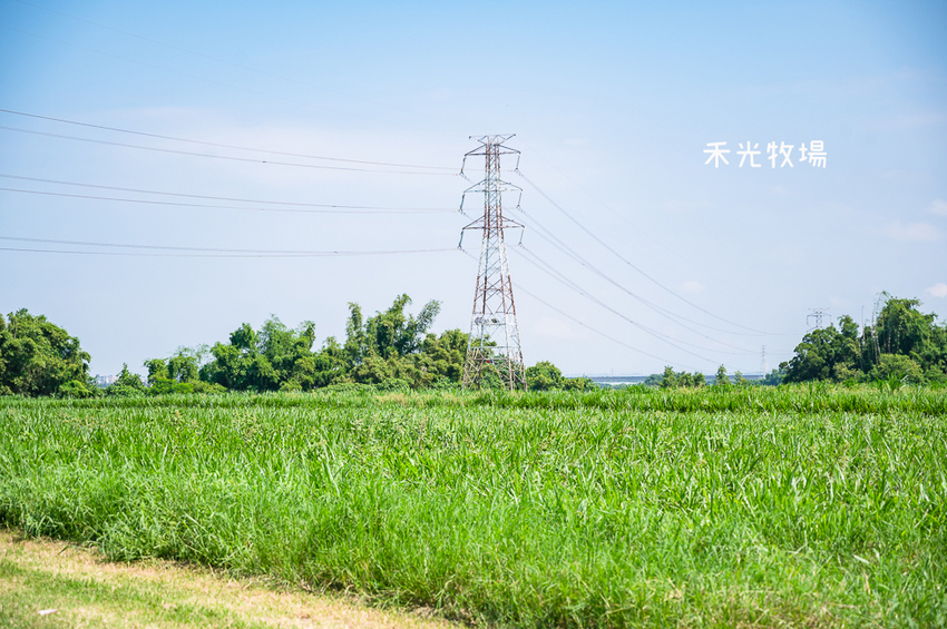 ｜高雄景點｜禾光牧場-羊咩咩的家，免門票親子景點，擠羊奶、DIY割牧草、餵小羊喝ㄋㄟㄋㄟ超有趣 - Hallo！I'm 婷兒