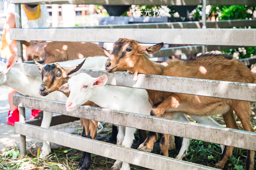 ｜高雄景點｜禾光牧場-羊咩咩的家，免門票親子景點，擠羊奶、DIY割牧草、餵小羊喝ㄋㄟㄋㄟ超有趣 - Hallo！I'm 婷兒