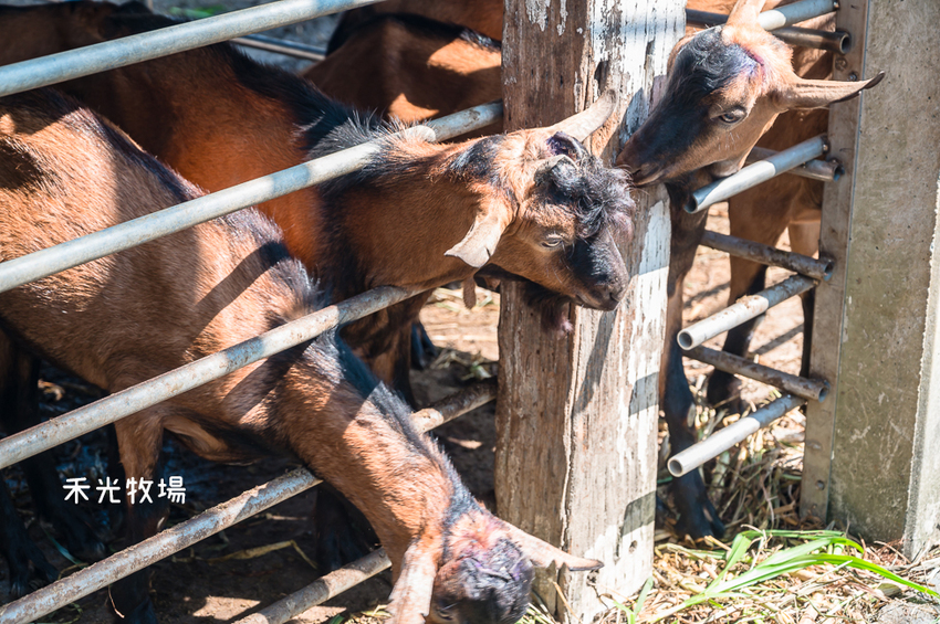 ｜高雄景點｜禾光牧場-羊咩咩的家，免門票親子景點，擠羊奶、DIY割牧草、餵小羊喝ㄋㄟㄋㄟ超有趣 - Hallo！I'm 婷兒