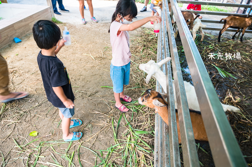 ｜高雄景點｜禾光牧場-羊咩咩的家，免門票親子景點，擠羊奶、DIY割牧草、餵小羊喝ㄋㄟㄋㄟ超有趣 - Hallo！I'm 婷兒