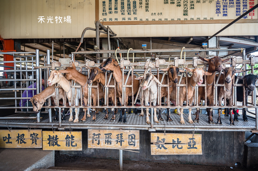 ｜高雄景點｜禾光牧場-羊咩咩的家，免門票親子景點，擠羊奶、DIY割牧草、餵小羊喝ㄋㄟㄋㄟ超有趣 - Hallo！I'm 婷兒
