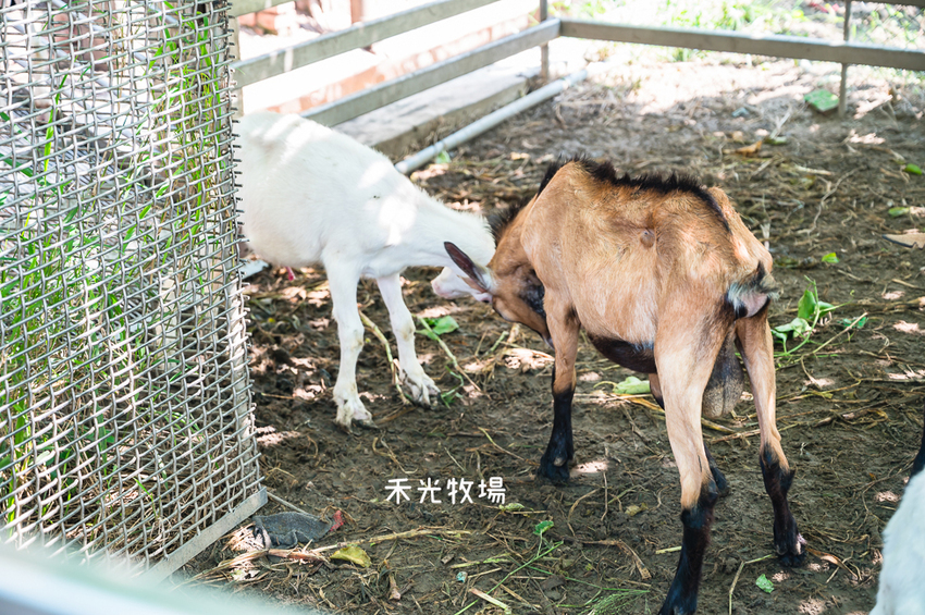 ｜高雄景點｜禾光牧場-羊咩咩的家，免門票親子景點，擠羊奶、DIY割牧草、餵小羊喝ㄋㄟㄋㄟ超有趣 - Hallo！I'm 婷兒