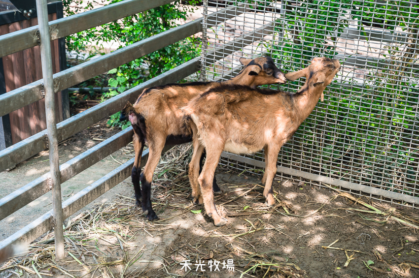 ｜高雄景點｜禾光牧場-羊咩咩的家，免門票親子景點，擠羊奶、DIY割牧草、餵小羊喝ㄋㄟㄋㄟ超有趣 - Hallo！I'm 婷兒