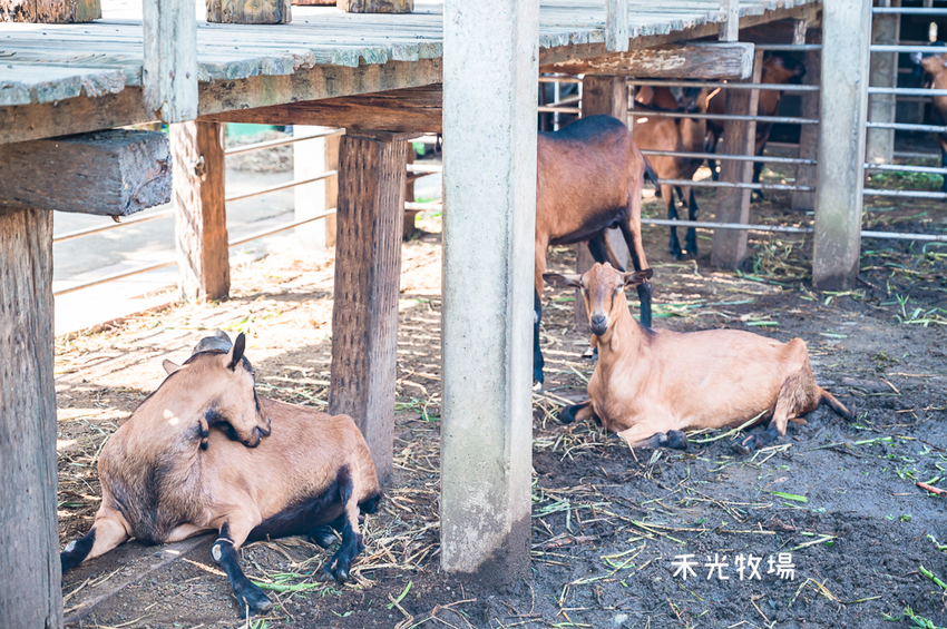 ｜高雄景點｜禾光牧場-羊咩咩的家，免門票親子景點，擠羊奶、DIY割牧草、餵小羊喝ㄋㄟㄋㄟ超有趣 - Hallo！I'm 婷兒