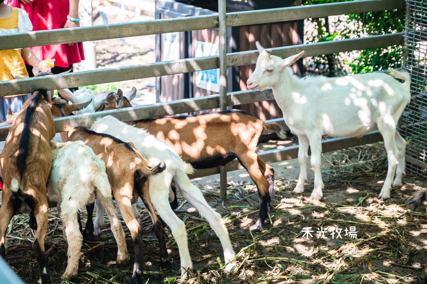 ｜高雄景點｜禾光牧場-羊咩咩的家，免門票親子景點，擠羊奶、DIY割牧草、餵小羊喝ㄋㄟㄋㄟ超有趣 - Hallo！I'm 婷兒