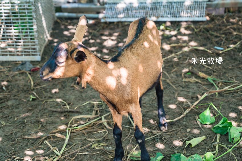 ｜高雄景點｜禾光牧場-羊咩咩的家，免門票親子景點，擠羊奶、DIY割牧草、餵小羊喝ㄋㄟㄋㄟ超有趣 - Hallo！I'm 婷兒