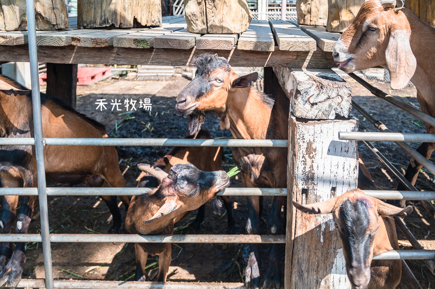 ｜高雄景點｜禾光牧場-羊咩咩的家，免門票親子景點，擠羊奶、DIY割牧草、餵小羊喝ㄋㄟㄋㄟ超有趣 - Hallo！I'm 婷兒