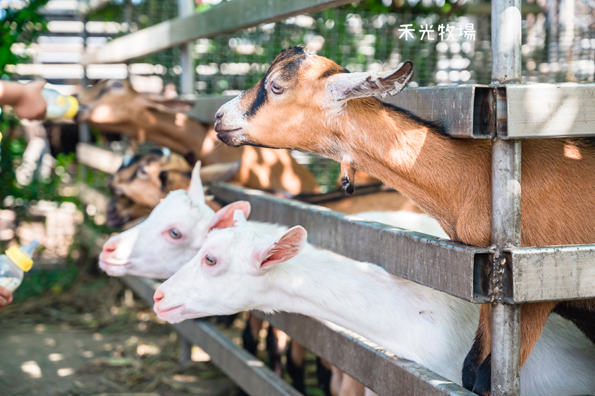 ｜高雄景點｜禾光牧場-羊咩咩的家，免門票親子景點，擠羊奶、DIY割牧草、餵小羊喝ㄋㄟㄋㄟ超有趣 - Hallo！I'm 婷兒