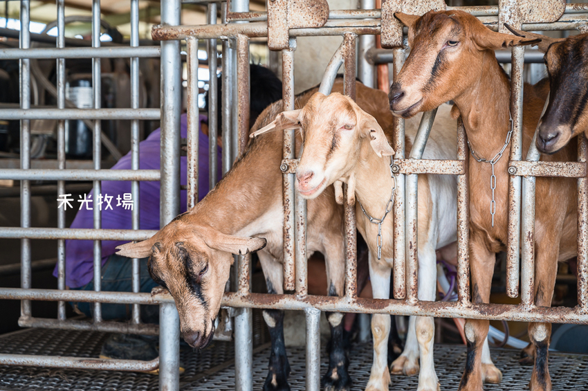 ｜高雄景點｜禾光牧場-羊咩咩的家，免門票親子景點，擠羊奶、DIY割牧草、餵小羊喝ㄋㄟㄋㄟ超有趣 - Hallo！I'm 婷兒