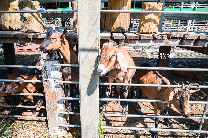 ｜高雄景點｜禾光牧場-羊咩咩的家，免門票親子景點，擠羊奶、DIY割牧草、餵小羊喝ㄋㄟㄋㄟ超有趣 - Hallo！I'm 婷兒