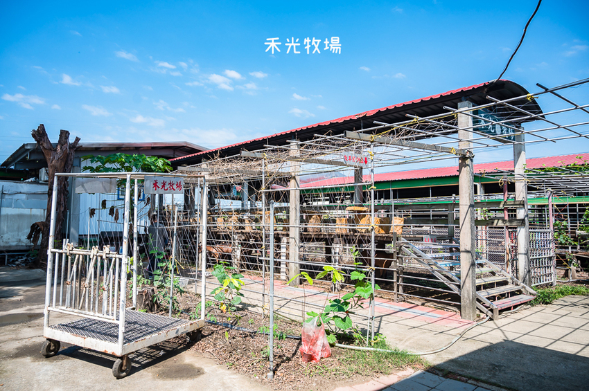 ｜高雄景點｜禾光牧場-羊咩咩的家，免門票親子景點，擠羊奶、DIY割牧草、餵小羊喝ㄋㄟㄋㄟ超有趣 - Hallo！I'm 婷兒