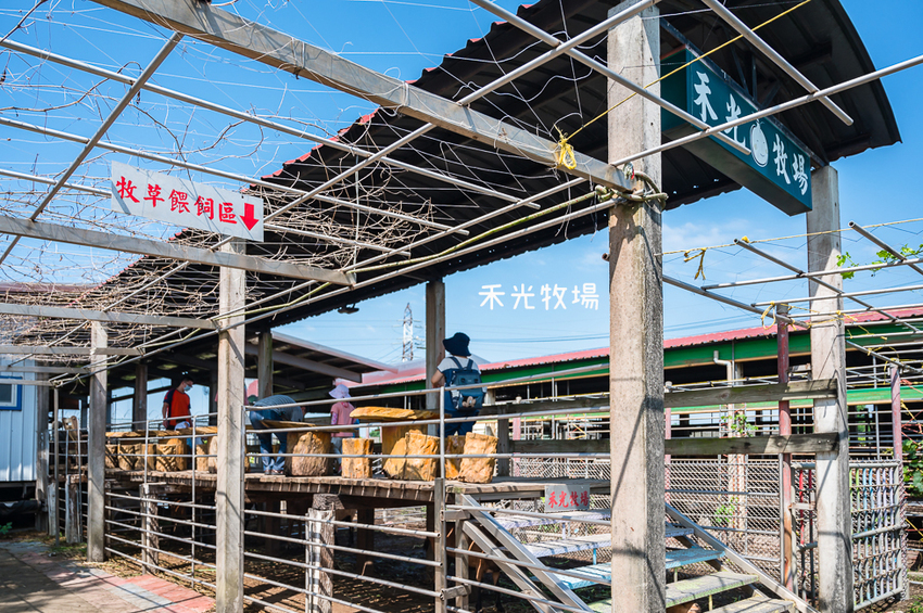 ｜高雄景點｜禾光牧場-羊咩咩的家，免門票親子景點，擠羊奶、DIY割牧草、餵小羊喝ㄋㄟㄋㄟ超有趣 - Hallo！I'm 婷兒