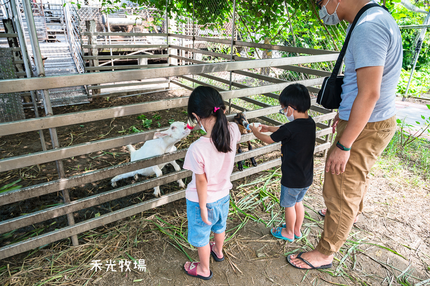 ｜高雄景點｜禾光牧場-羊咩咩的家，免門票親子景點，擠羊奶、DIY割牧草、餵小羊喝ㄋㄟㄋㄟ超有趣 - Hallo！I'm 婷兒