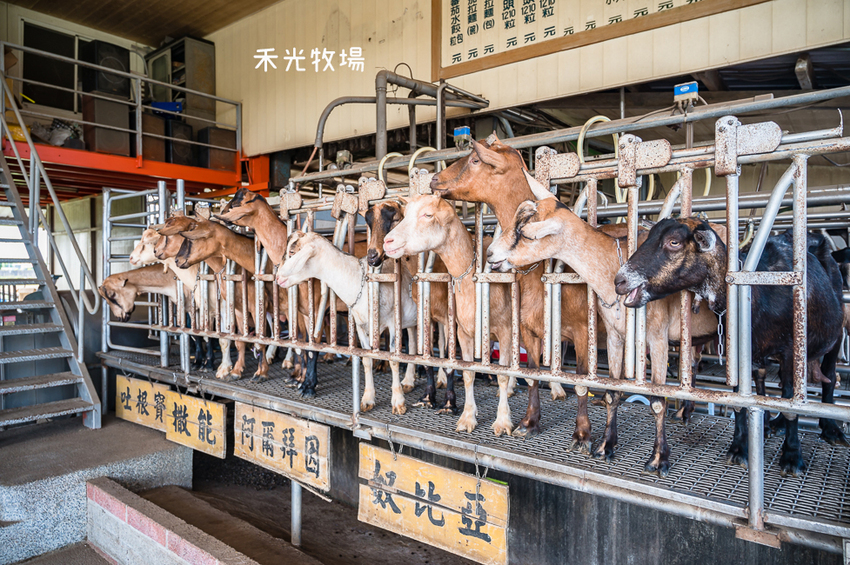 ｜高雄景點｜禾光牧場-羊咩咩的家，免門票親子景點，擠羊奶、DIY割牧草、餵小羊喝ㄋㄟㄋㄟ超有趣 - Hallo！I'm 婷兒