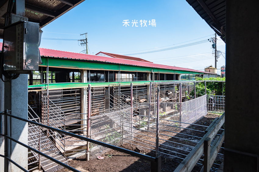 ｜高雄景點｜禾光牧場-羊咩咩的家，免門票親子景點，擠羊奶、DIY割牧草、餵小羊喝ㄋㄟㄋㄟ超有趣 - Hallo！I'm 婷兒