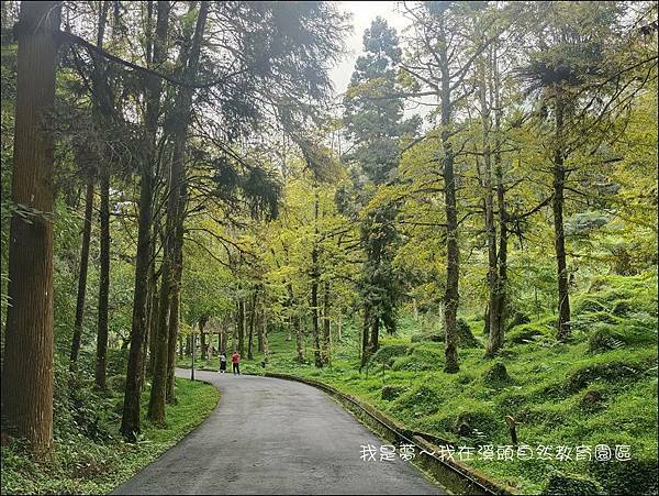 溪頭自然教育園區13.jpg
