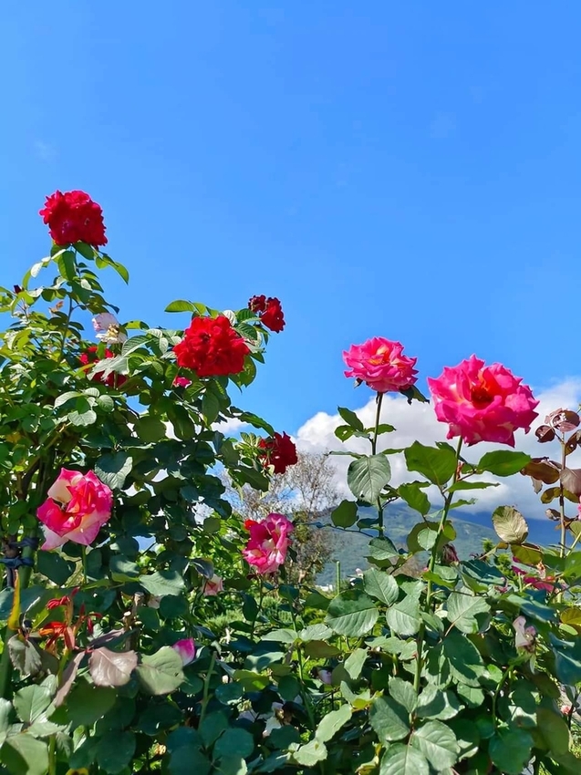 【花蓮.吉安】免費景點推薦。嘉德花田秋季限定扶桑花+百合+紅薔薇。寵物友善