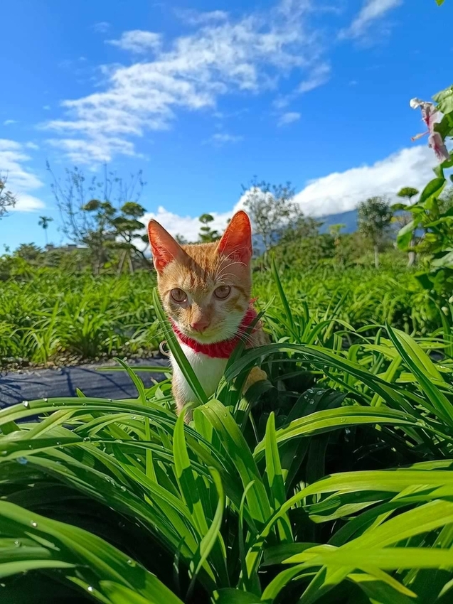 【花蓮.吉安】免費景點推薦。嘉德花田秋季限定扶桑花+百合+紅薔薇。寵物友善