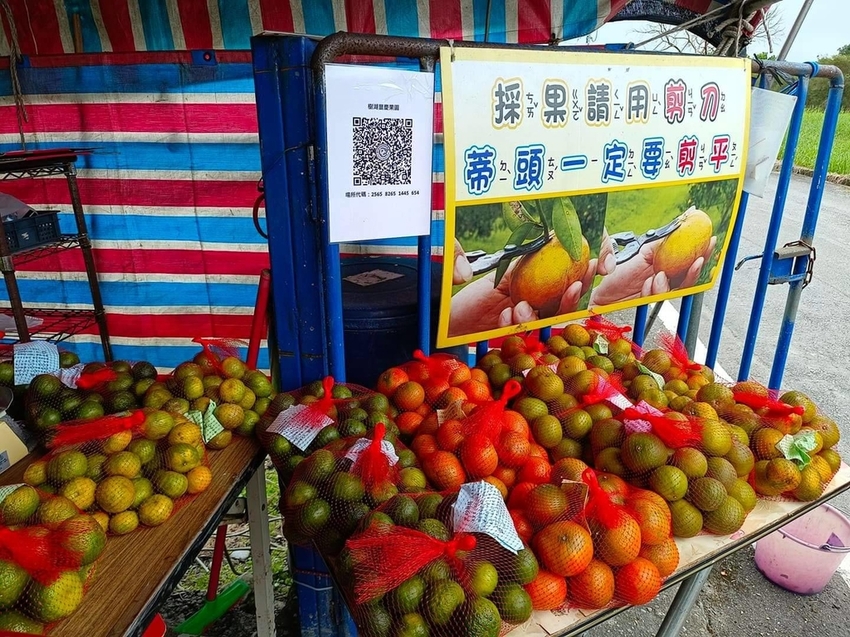 【花蓮.壽豐】樹湖豐慶果園。秋季限定自採橘子園。寵物友善老闆超級親切免費試吃