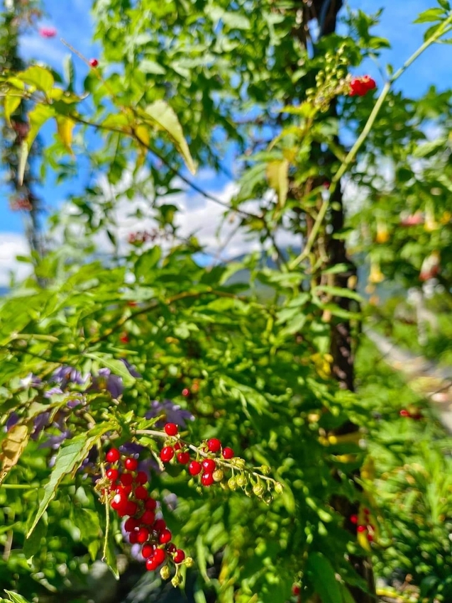 【花蓮.吉安】免費景點推薦。嘉德花田秋季限定扶桑花+百合+紅薔薇。寵物友善