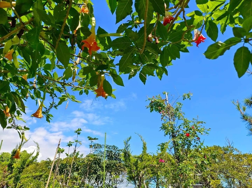 【花蓮.吉安】免費景點推薦。嘉德花田秋季限定扶桑花+百合+紅薔薇。寵物友善