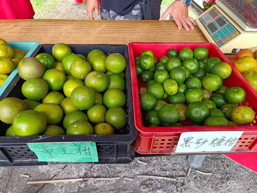 【花蓮.壽豐】樹湖豐慶果園。秋季限定自採橘子園。寵物友善老闆超級親切免費試吃