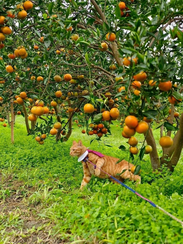 【花蓮.壽豐】樹湖豐慶果園。秋季限定自採橘子園。寵物友善老闆超級親切免費試吃