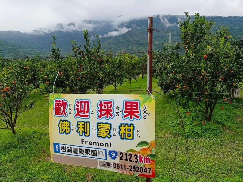 【花蓮.壽豐】樹湖豐慶果園。秋季限定自採橘子園。寵物友善老闆超級親切免費試吃