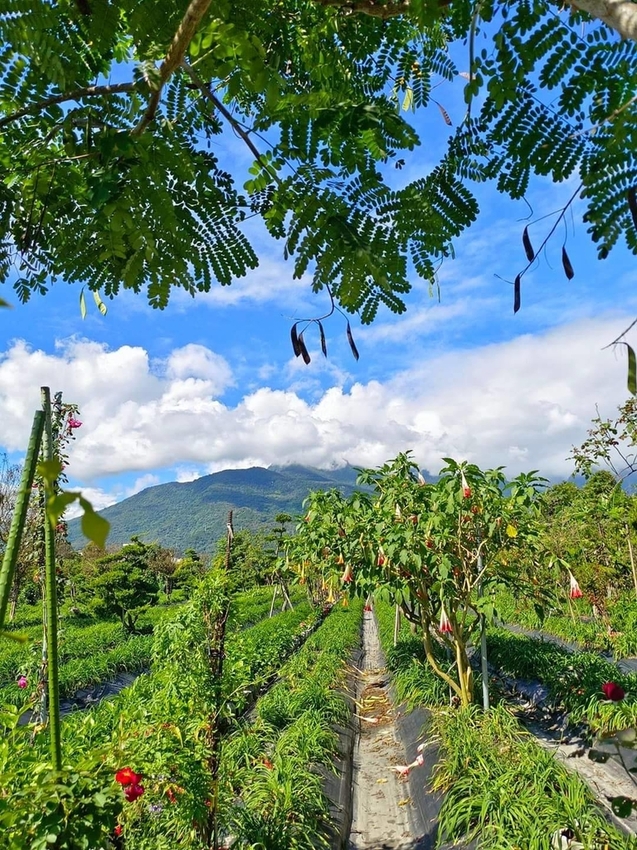 【花蓮.吉安】免費景點推薦。嘉德花田秋季限定扶桑花+百合+紅薔薇。寵物友善