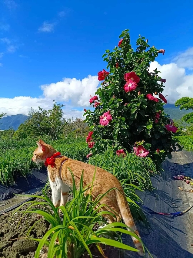 【花蓮.吉安】免費景點推薦。嘉德花田秋季限定扶桑花+百合+紅薔薇。寵物友善