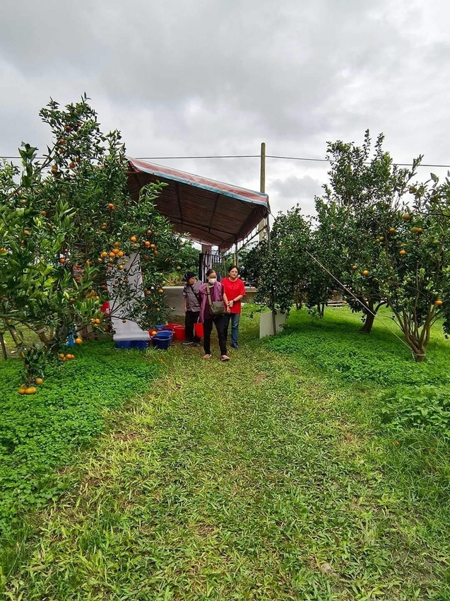 【花蓮.壽豐】樹湖豐慶果園。秋季限定自採橘子園。寵物友善老闆超級親切免費試吃