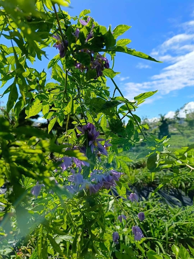 【花蓮.吉安】免費景點推薦。嘉德花田秋季限定扶桑花+百合+紅薔薇。寵物友善