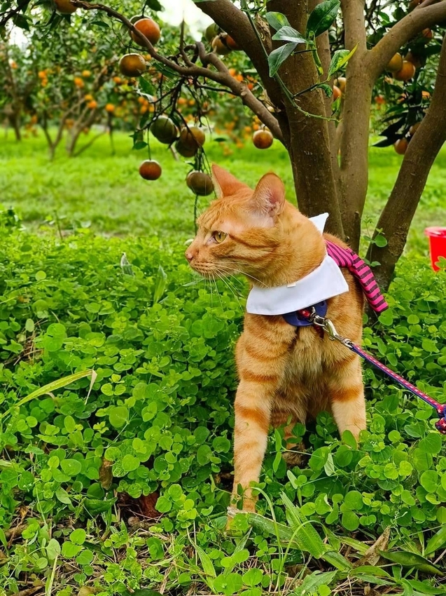 【花蓮.壽豐】樹湖豐慶果園。秋季限定自採橘子園。寵物友善老闆超級親切免費試吃