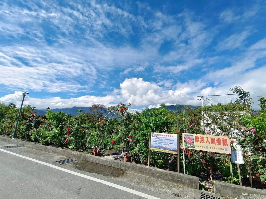 【花蓮.吉安】免費景點推薦。嘉德花田秋季限定扶桑花+百合+紅薔薇。寵物友善