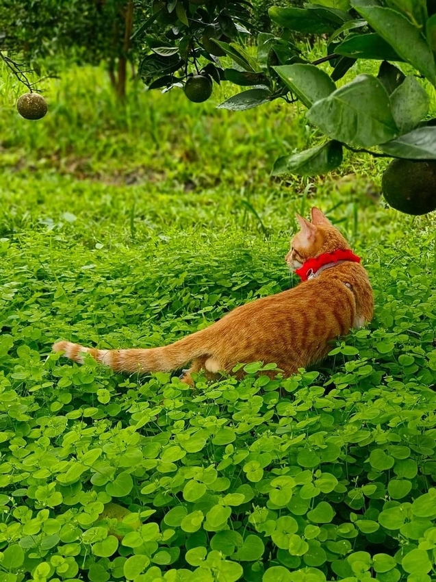 【花蓮.壽豐】樹湖豐慶果園。秋季限定自採橘子園。寵物友善老闆超級親切免費試吃