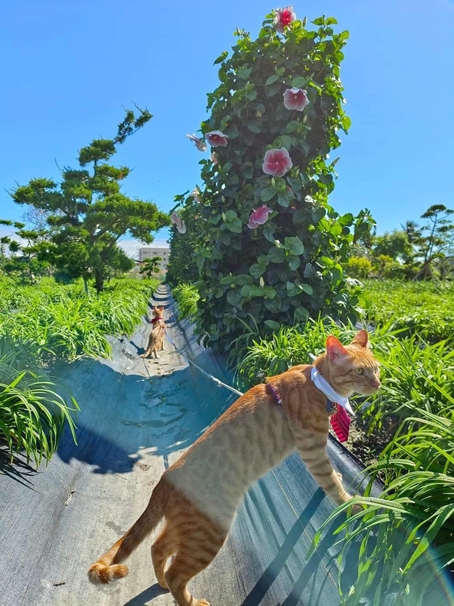 【花蓮.吉安】免費景點推薦。嘉德花田秋季限定扶桑花+百合+紅薔薇。寵物友善