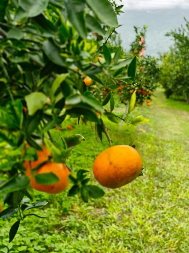 【花蓮.壽豐】樹湖豐慶果園。秋季限定自採橘子園。寵物友善老闆超級親切免費試吃