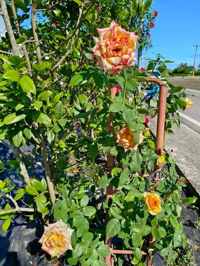 【花蓮.吉安】免費景點推薦。嘉德花田秋季限定扶桑花+百合+紅薔薇。寵物友善