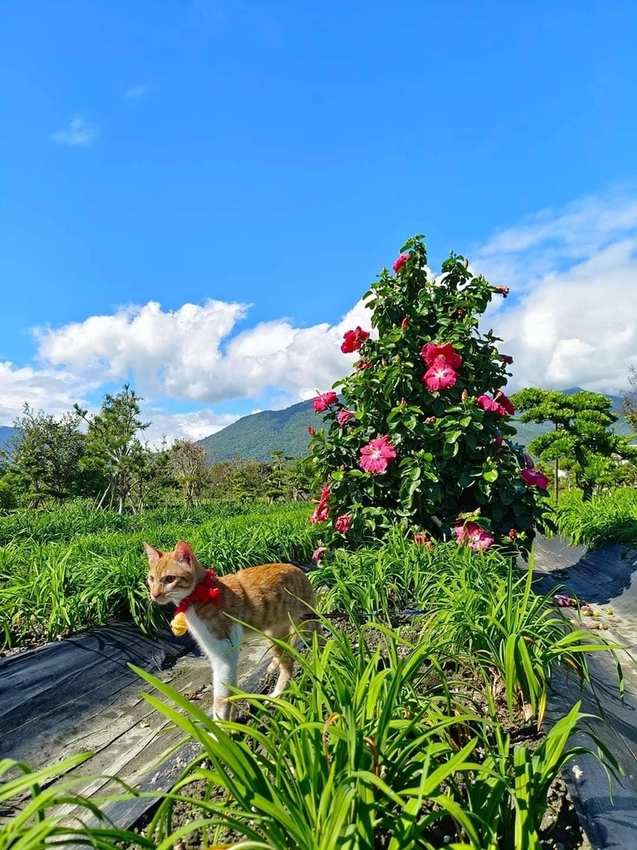 【花蓮.吉安】免費景點推薦。嘉德花田秋季限定扶桑花+百合+紅薔薇。寵物友善