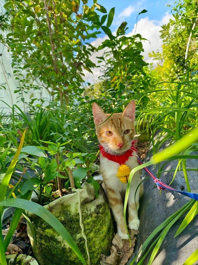 【花蓮.吉安】免費景點推薦。嘉德花田秋季限定扶桑花+百合+紅薔薇。寵物友善