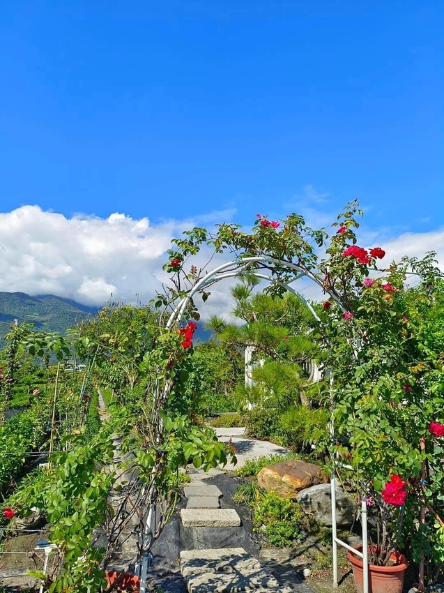 【花蓮.吉安】免費景點推薦。嘉德花田秋季限定扶桑花+百合+紅薔薇。寵物友善