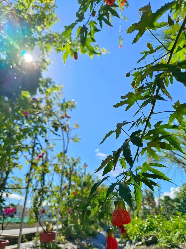 【花蓮.吉安】免費景點推薦。嘉德花田秋季限定扶桑花+百合+紅薔薇。寵物友善
