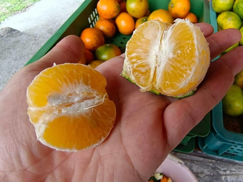 【花蓮.壽豐】樹湖豐慶果園。秋季限定自採橘子園。寵物友善老闆超級親切免費試吃